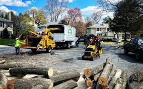 How Our Tree Care Process Works  in Kerhonkson, NY